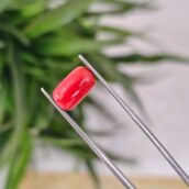 2.81 Carat – Natural Coral (Moonga)