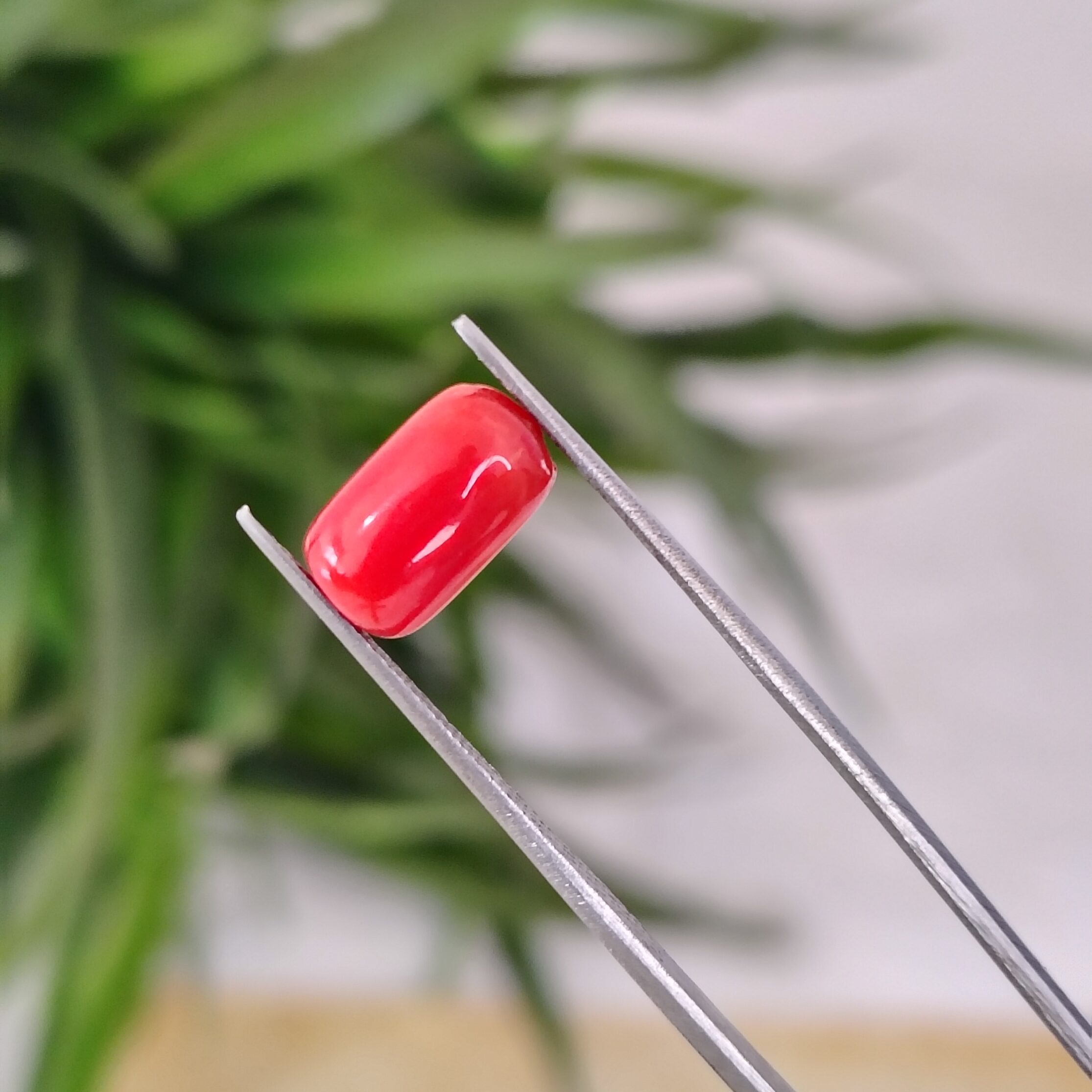 2.81 Carat – Natural Coral (Moonga)